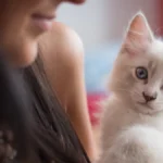 How much are ragdoll kittens? Everything You Need to Know