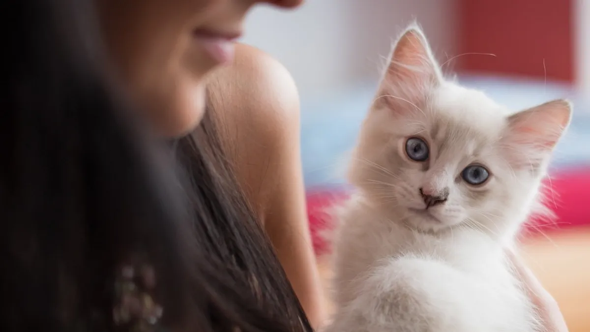 How much are ragdoll kittens? Everything You Need to Know