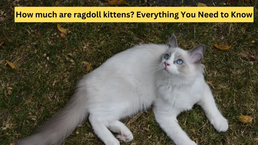 How much are ragdoll kittens?