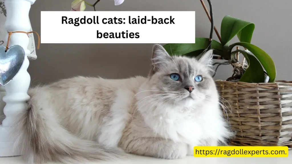 Ragdoll cats: laid-back beauties