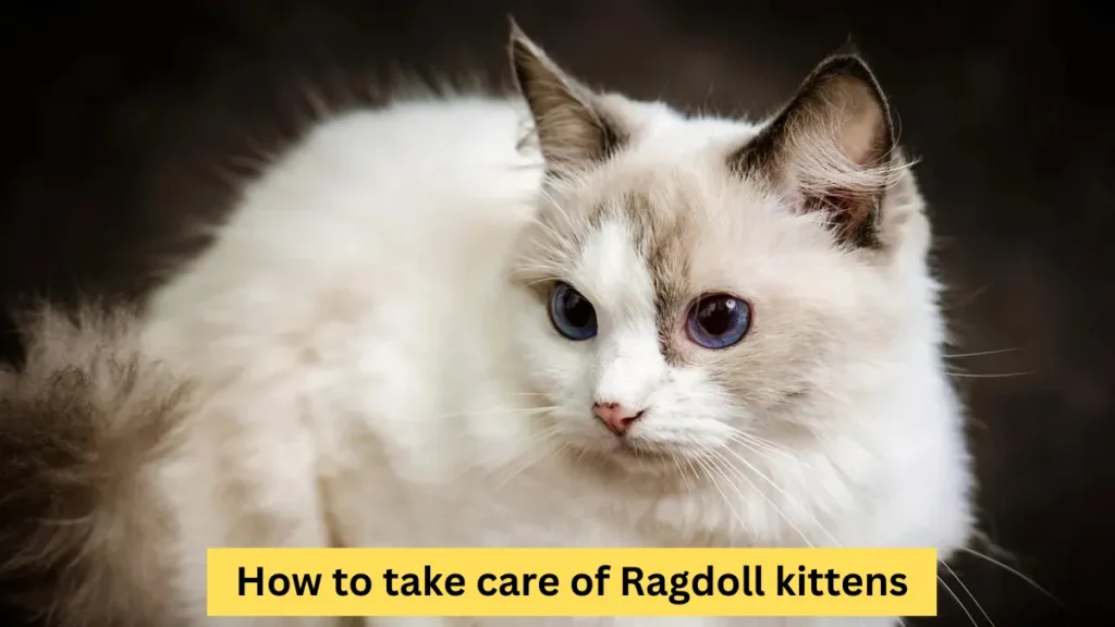 How to take care of Ragdoll kittens?