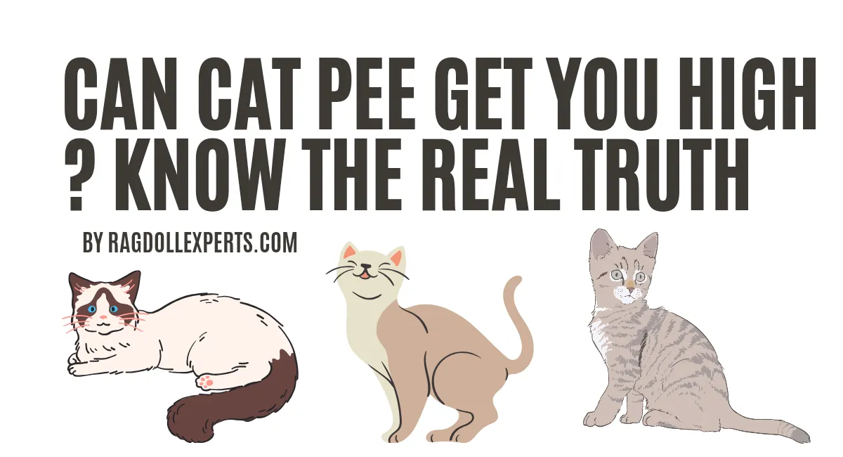 Can Cat Pee Get You High ? Know The Real Truth
