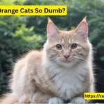 Why Are Orange Cats So Dumb? A Myth Or A Real Thing?