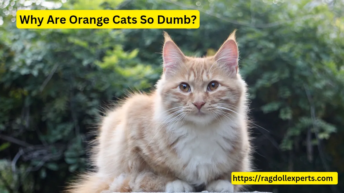 Why Are Orange Cats So Dumb? A Myth Or A Real Thing?