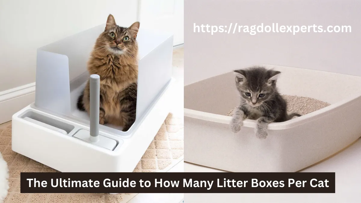 The Ultimate Guide to How Many Litter Boxes Per Cat