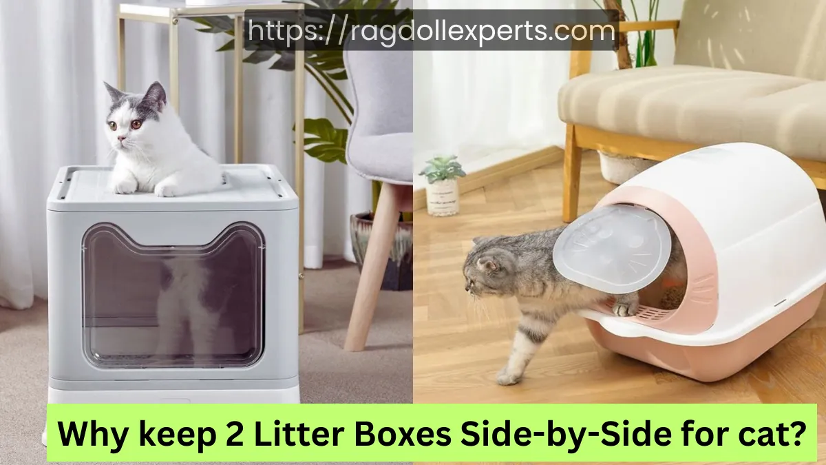 Why keep 2 Litter Boxes Side-by-Side for cat?