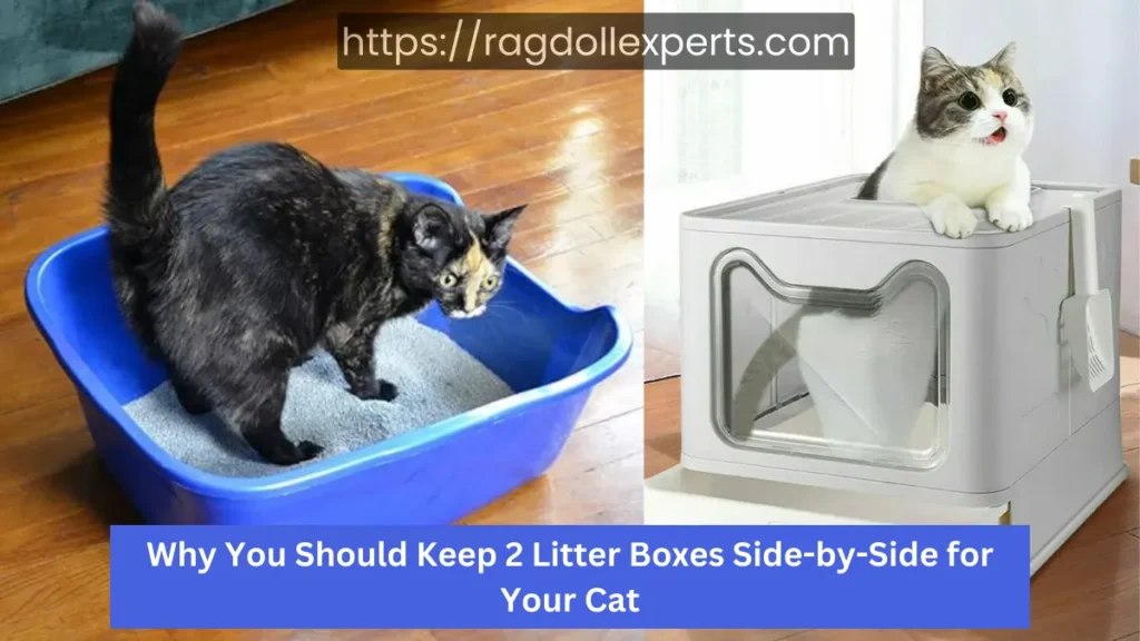 Why You Should Keep 2 Litter Boxes Side-by-Side for Your Cat