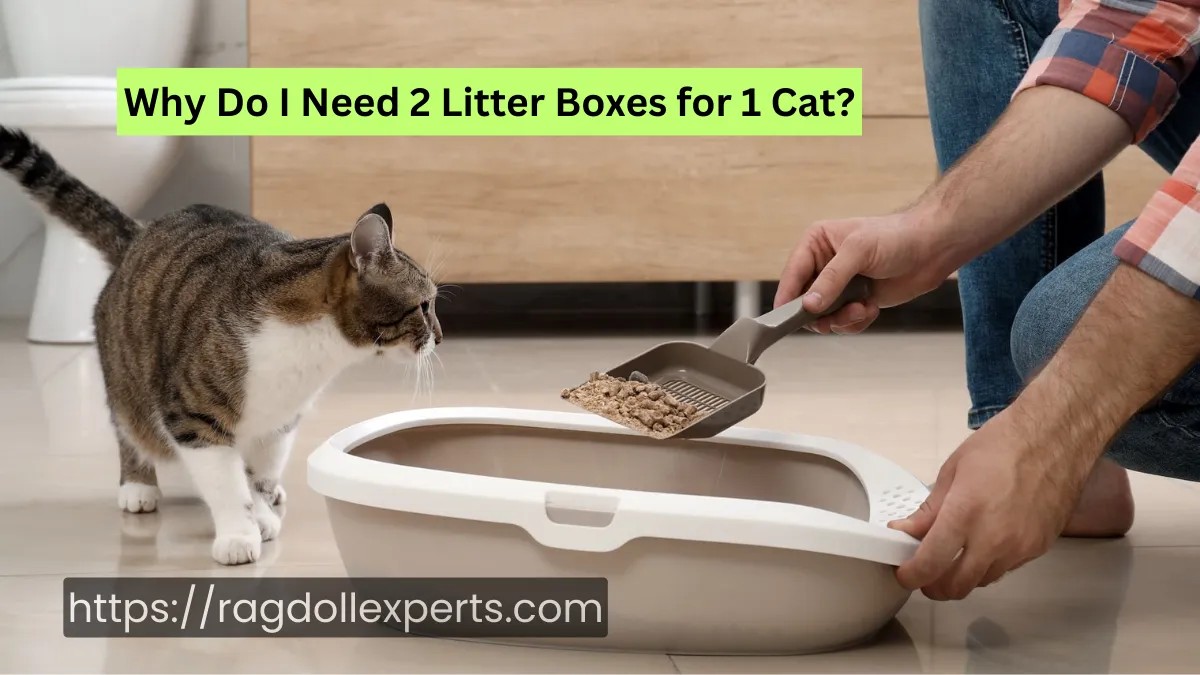 Why Do I Need 2 Litter Boxes for 1 Cat?