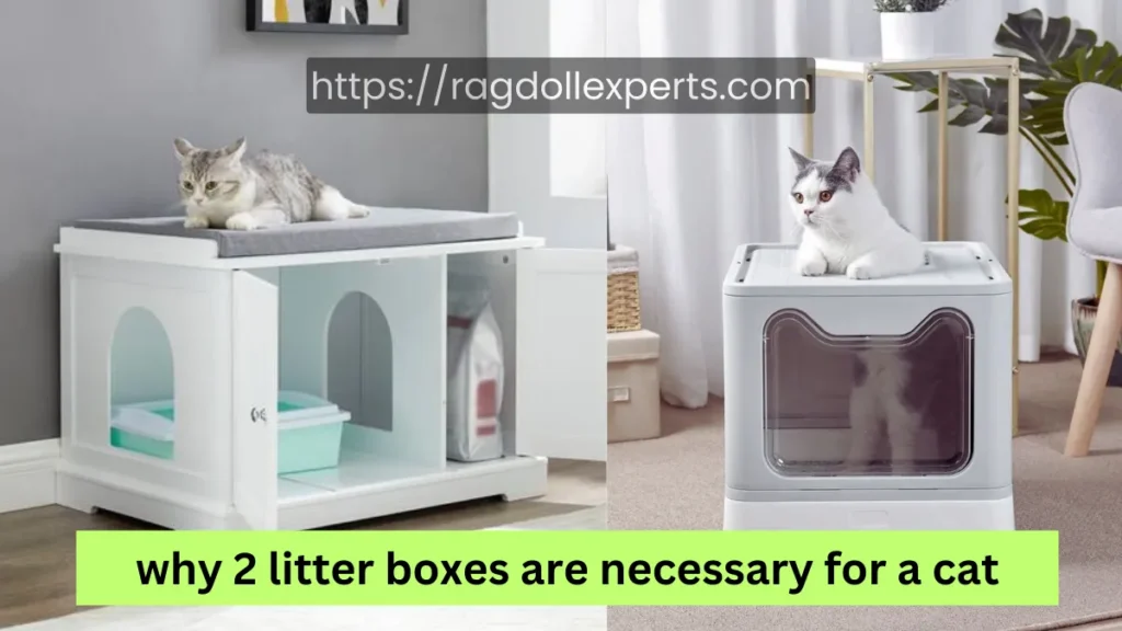 Why Do I Need 2 Litter Boxes for 1 Cat? Know the exact answer 