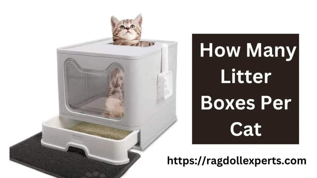 How Many Litter Boxes Per Cat