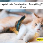 Retired ragdoll cats for adoption : Everything You Need to Know