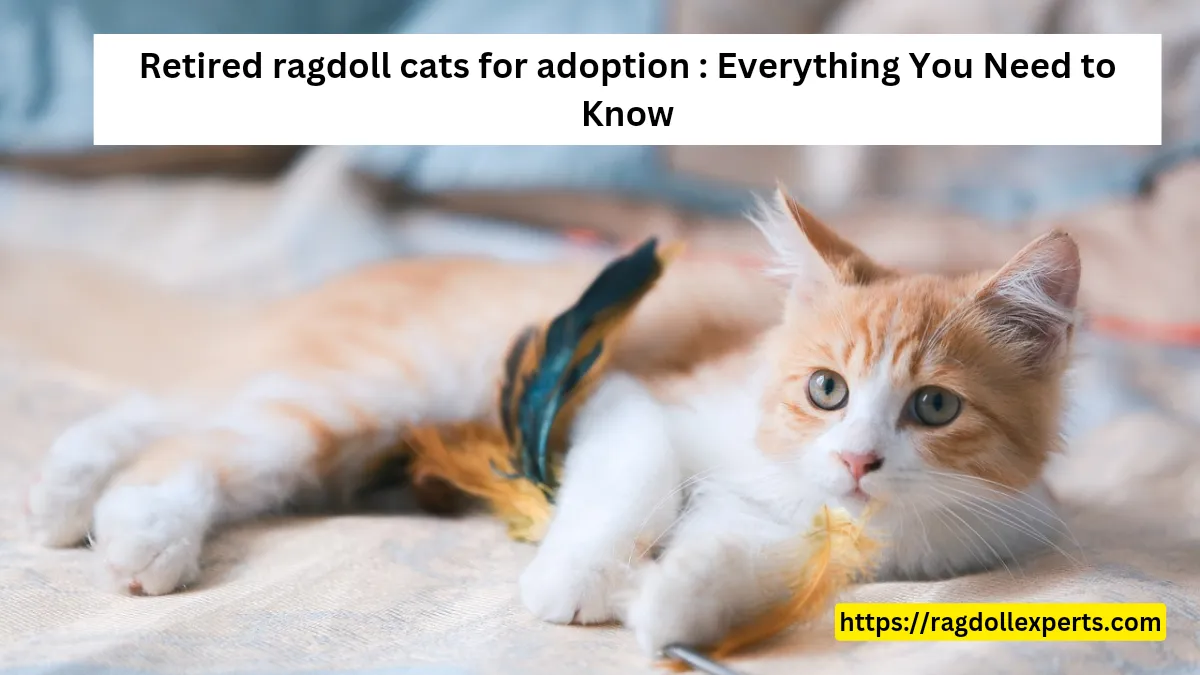 Retired ragdoll cats for adoption : Everything You Need to Know