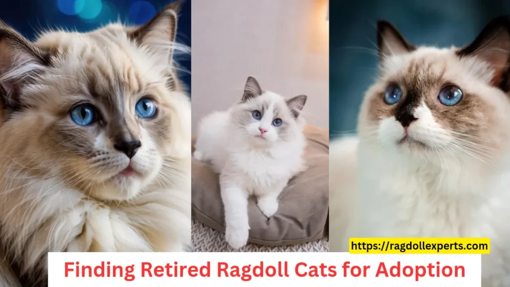 Finding Retired Ragdoll Cats for Adoption