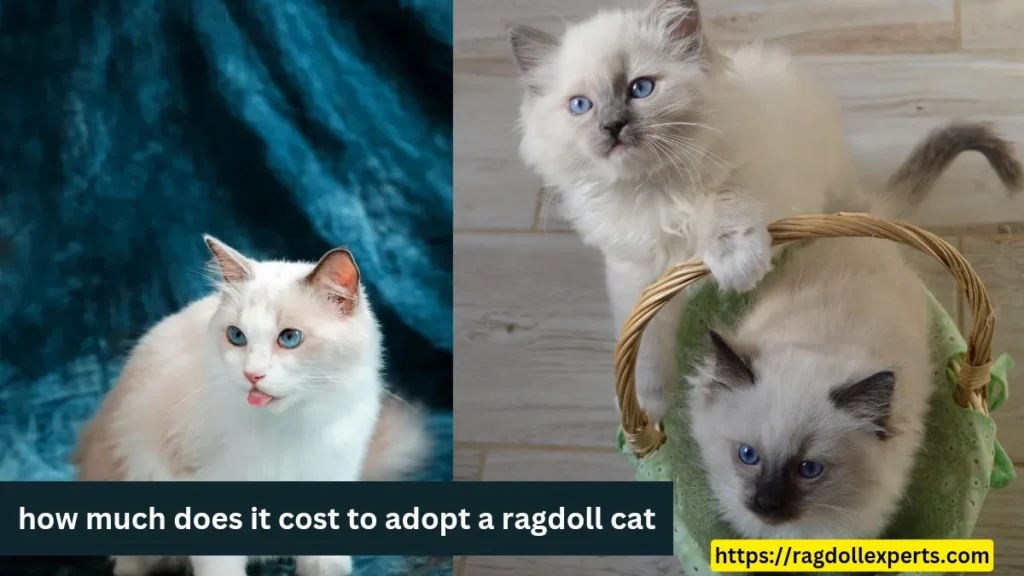 how much does it cost to adopt a ragdoll cat