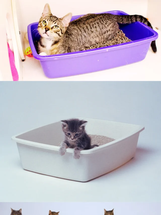 how many litter boxes per cats