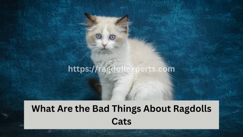 What Are the Bad Things About Ragdolls Cats