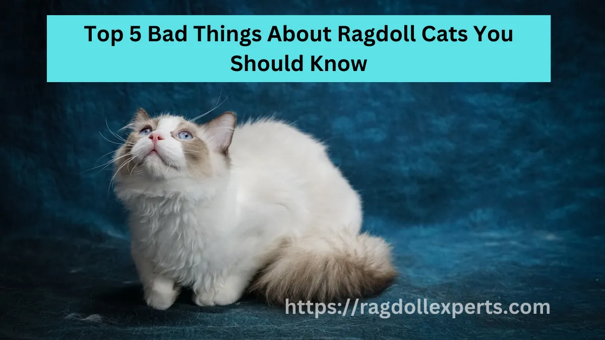 Top 5 Bad Things About Ragdolls Cats You Should Know