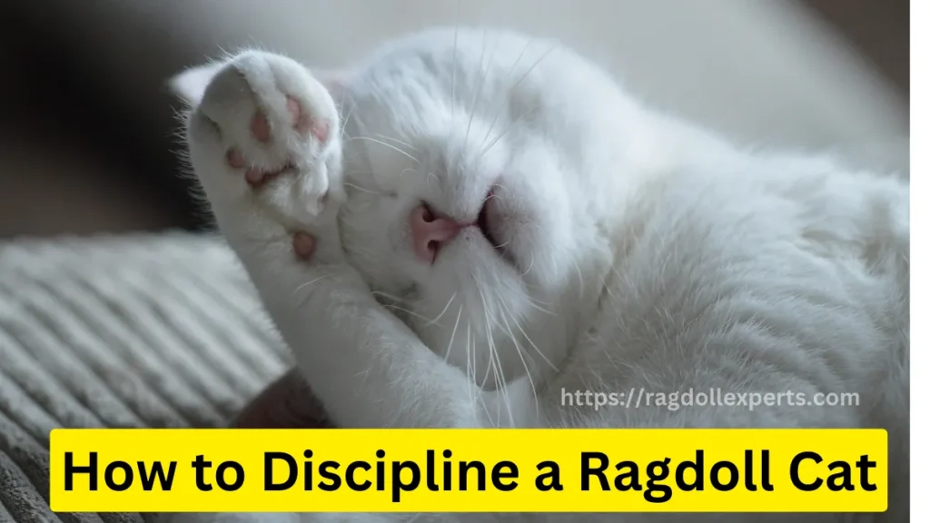 How to Discipline a Ragdoll Cat