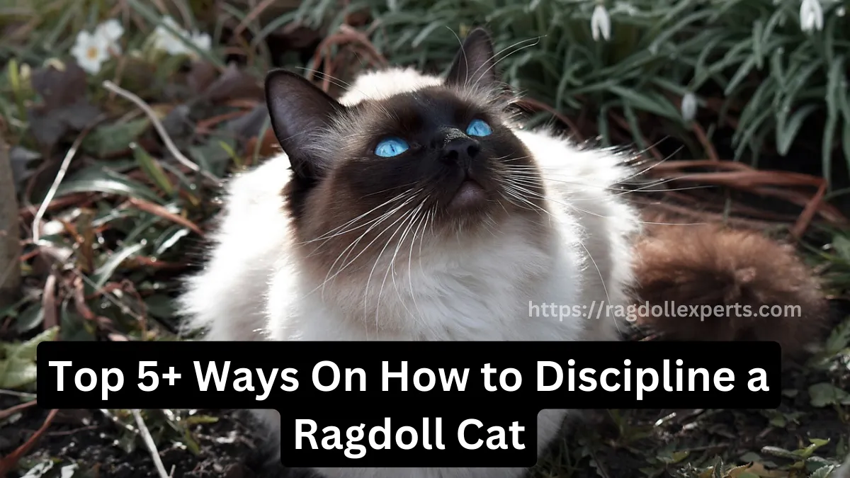 Top 5+ Ways On How to Discipline a Ragdoll Cat