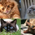 How Many Breeds of House Cats Are There in the World