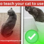 How to Teach Your Cat to Use the Toilet: A Simple Step-by-Step Guide