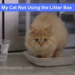 Why Is My Cat Not Using the Litter Box? Common Causes and Solutions