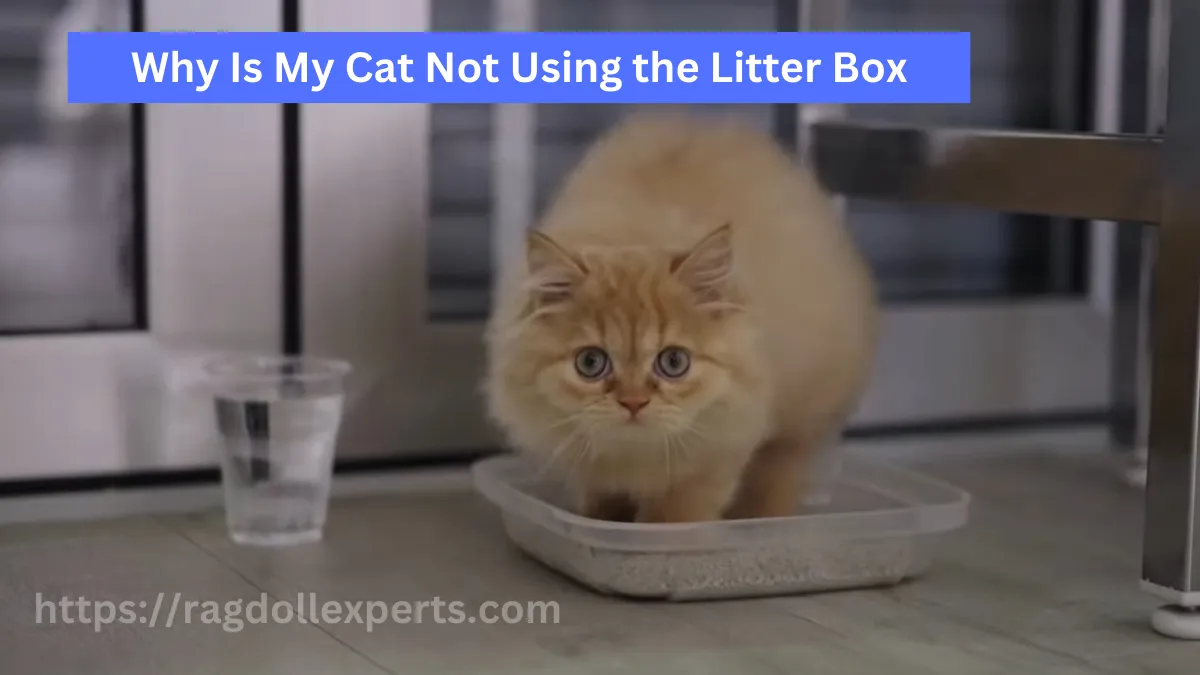 Why Is My Cat Not Using the Litter Box? Common Causes and Solutions