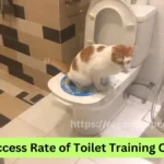 Success Rate of Toilet Training Cats: A Comprehensive Overview