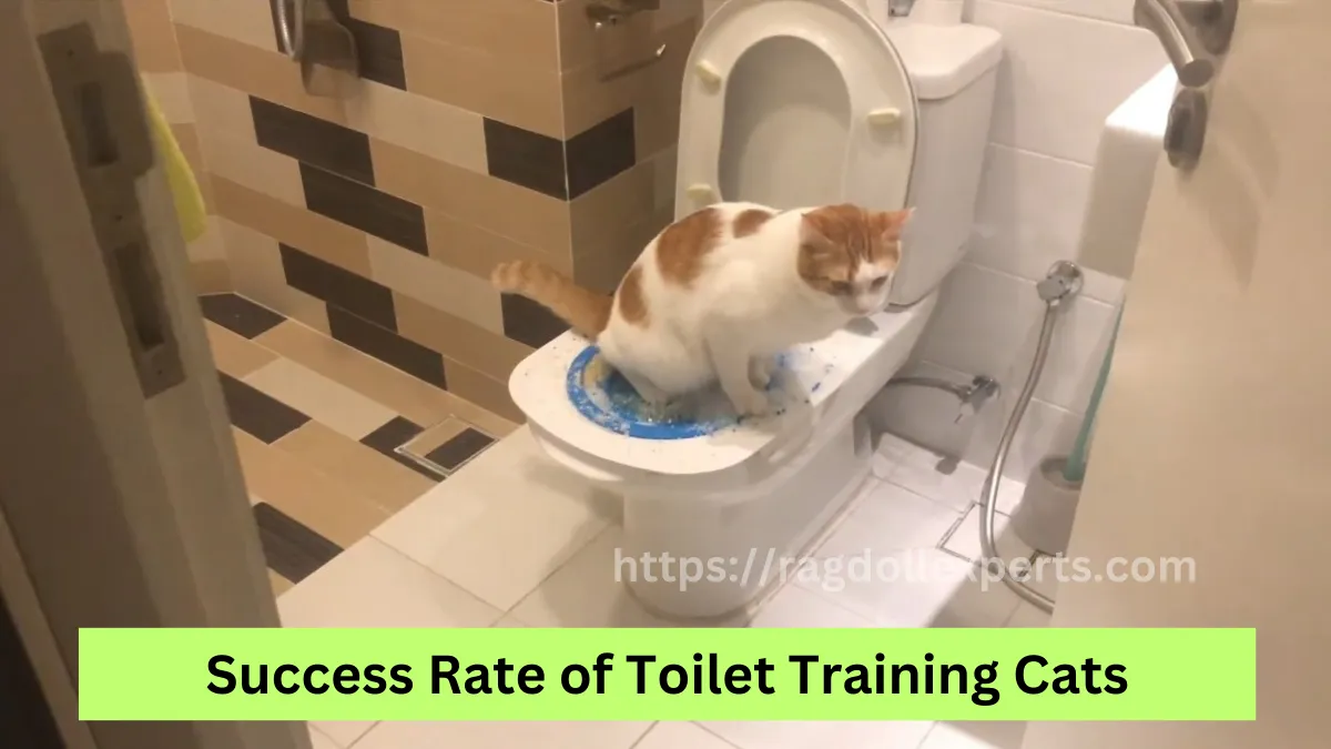 Success Rate of Toilet Training Cats: A Comprehensive Overview