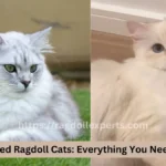 Short Haired Ragdoll Cats: Everything You Need to Know