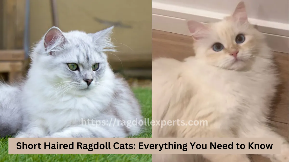 Short Haired Ragdoll Cats: Everything You Need to Know