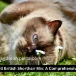 Ragdoll British Shorthair Mix : A Comprehensive Guide