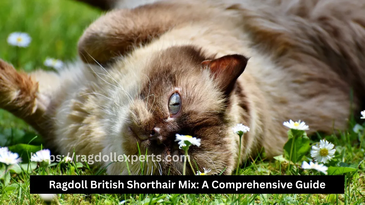 Ragdoll British Shorthair Mix : A Comprehensive Guide