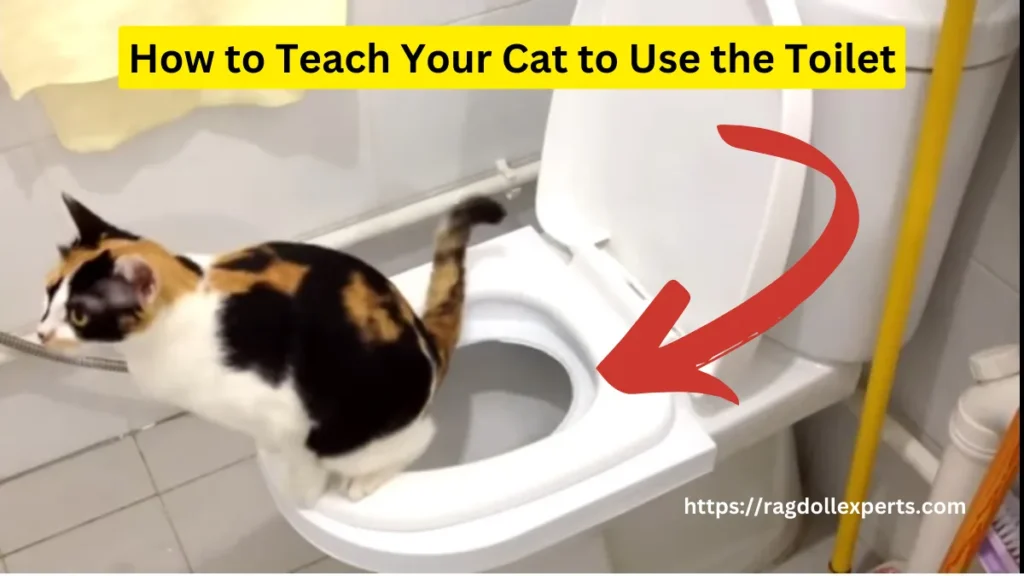 How to Teach Your Cat to Use the litter box 