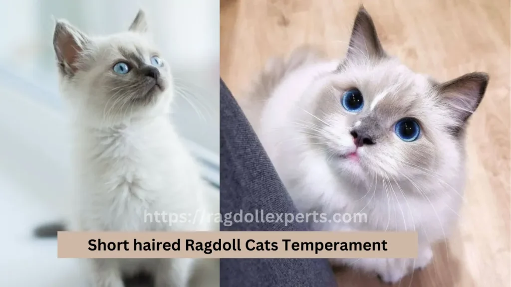 Short haired Ragdoll Cats Temperament