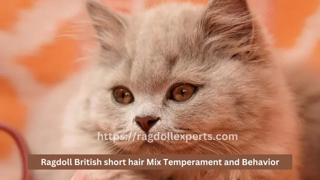 Ragdoll British short haire mix cat Temperament and Behavior