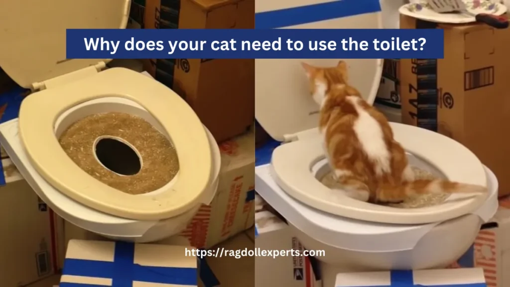 Why does your cat need to use the toilet?