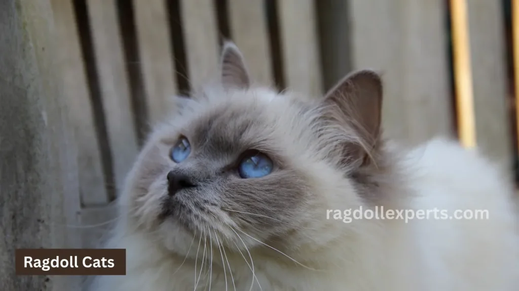 Ragdoll