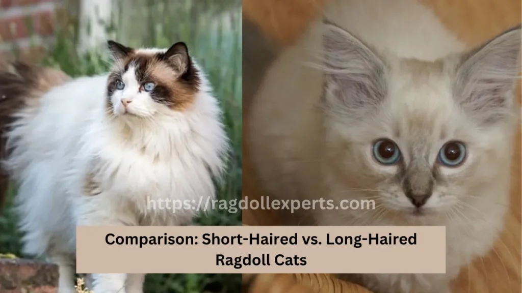 Short-Haired vs Long-Haired Ragdoll Cats