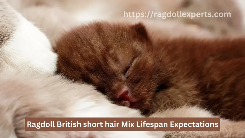 Ragdoll Short Haire british Mix Lifespan Expectations